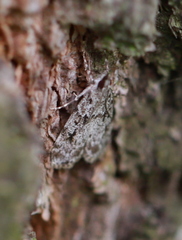 Scoparia basistrigalis