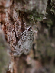 Scoparia basistrigalis