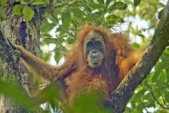 Tapanuli Orangutan photo 3