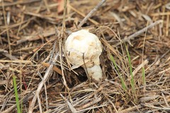 Agaricus deserticola