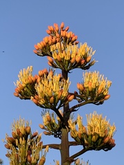 Agave parryi parryi