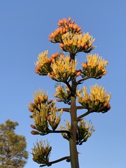 Agave parryi parryi