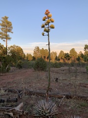 Agave parryi parryi