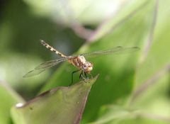 Orthetrum brachiale