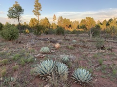 Agave parryi parryi