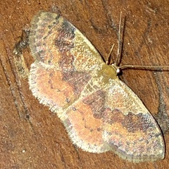 Leptostales rubromarginaria