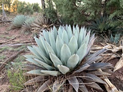 Agave parryi parryi