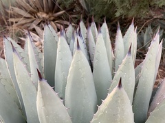 Agave parryi parryi