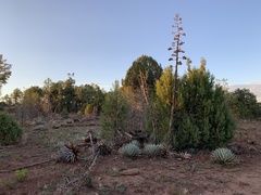 Agave parryi parryi