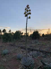 Agave parryi parryi