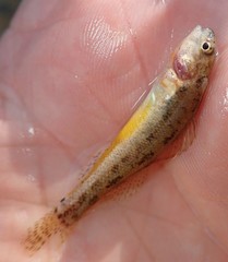 Etheostoma cragini