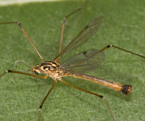 Cranefly photo 3