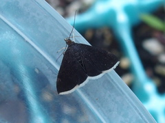 Pyrausta niveicilialis