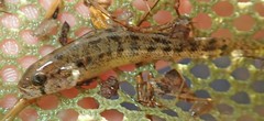 Etheostoma cragini