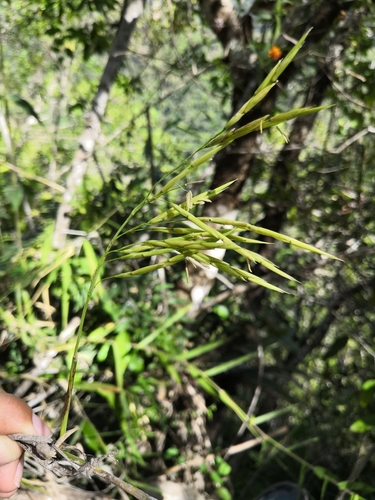 Image of Mexican Weeping Bamboo (Otatea acuminata) by no rights reserved