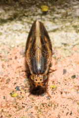Peplomyza