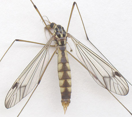 four-spotted cranefly, photo 1 of 8