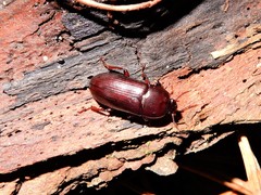 Uloma tenebrionoides