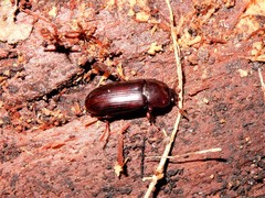 Uloma tenebrionoides
