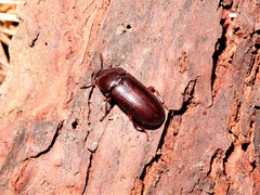 Uloma tenebrionoides