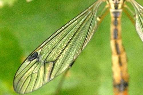 four-spotted cranefly, photo 7 of 8