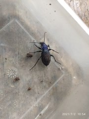 Carabus schoenherri