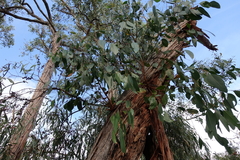 Eucalyptus falciformis