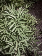 Cicuta virosa