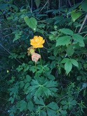Trollius asiaticus