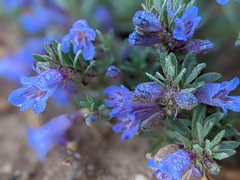 Penstemon caespitosus