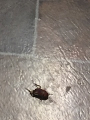 Periplaneta americana