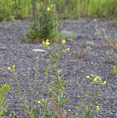 Oenothera rubricaulis