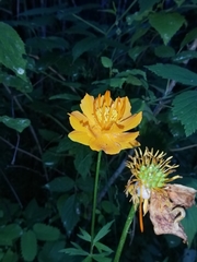 Trollius asiaticus