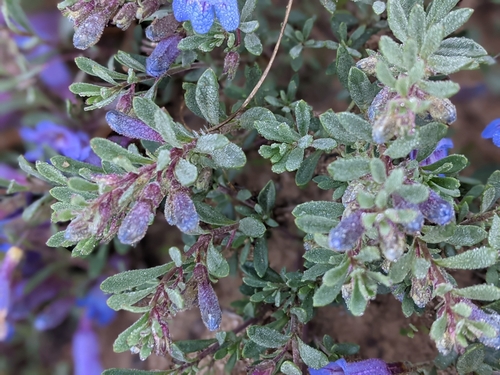 Image of Penstemon caespitosus by (c) Rachel Stringham, some rights reserved (CC BY)