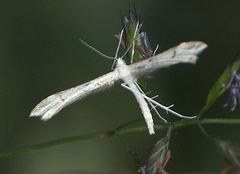 Stenoptilia phaeonephes