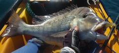 Lethrinus laticaudis