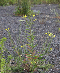 Oenothera rubricaulis