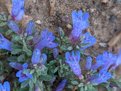 Image of Penstemon caespitosus by (c) Rachel Stringham, some rights reserved (CC BY)