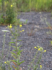 Oenothera rubricaulis