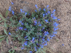 Penstemon caespitosus