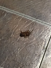Periplaneta americana