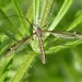 Tipula lateralis - Photo (c) gailhampshire, some rights reserved (CC BY)