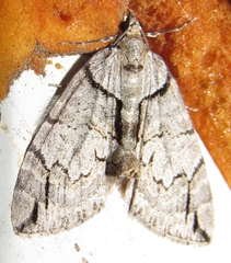 Hydriomena exculpata