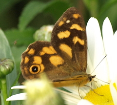 Heteronympha solandri