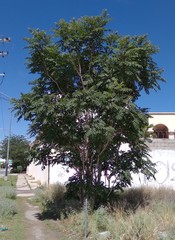 Ailanthus altissima