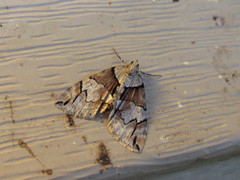 Hydriomena exculpata