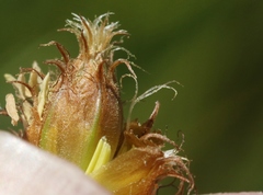 Bolboschoenus glaucus