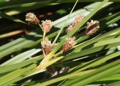 Bolboschoenus glaucus