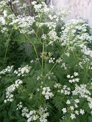 Anthriscus sylvestris