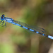 Boreal Bluet - Photo (c) Jim Johnson, some rights reserved (CC BY-NC-ND), uploaded by Jim Johnson